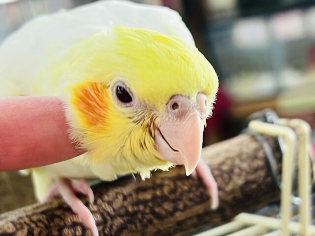 10/28更新☆大きい瞳がキラっ✨オカメインコのヒナ(ルチノー)入荷しました❤️