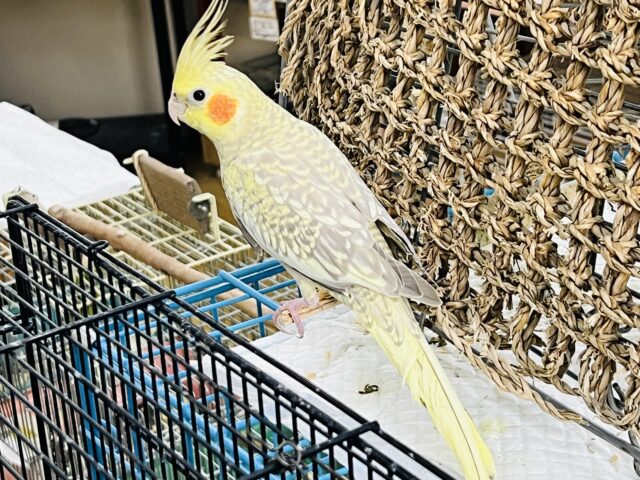 オカメインコ