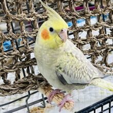 思春期かな？😏黄色の斑点模様💛💛オカメインコのヒナ(シナモンパール)入荷しました❤️