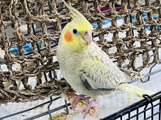 オカメインコ