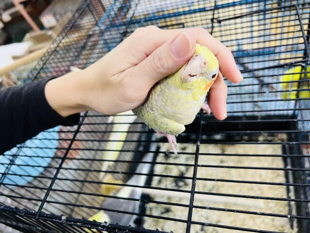 オカメインコ