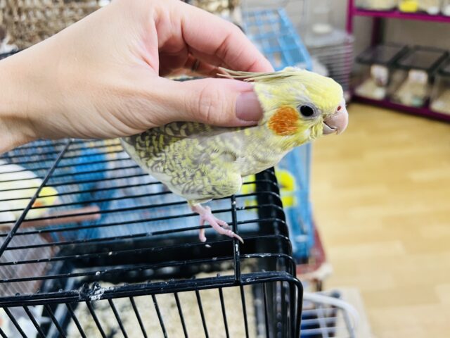 オカメインコ