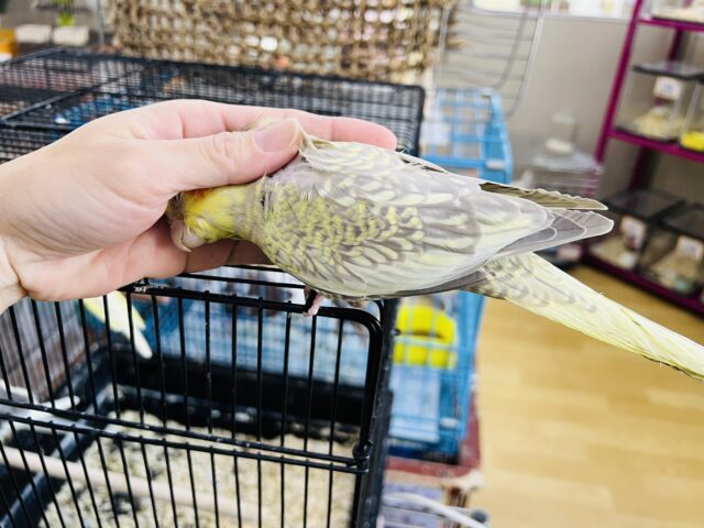 オカメインコ