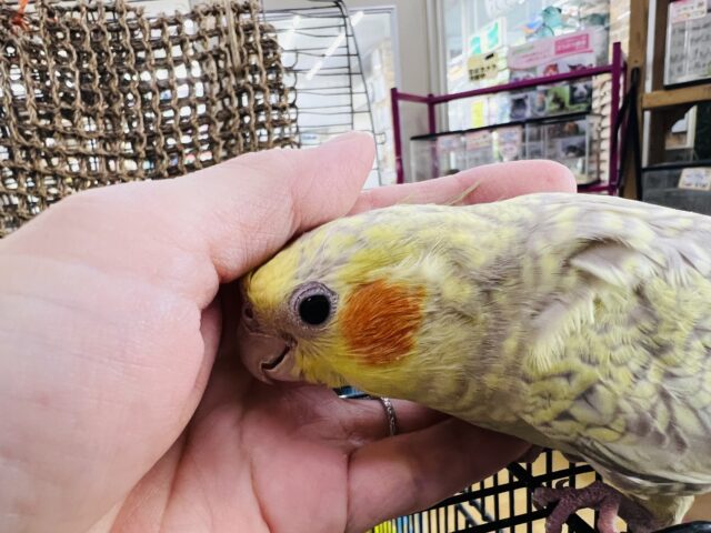 オカメインコ