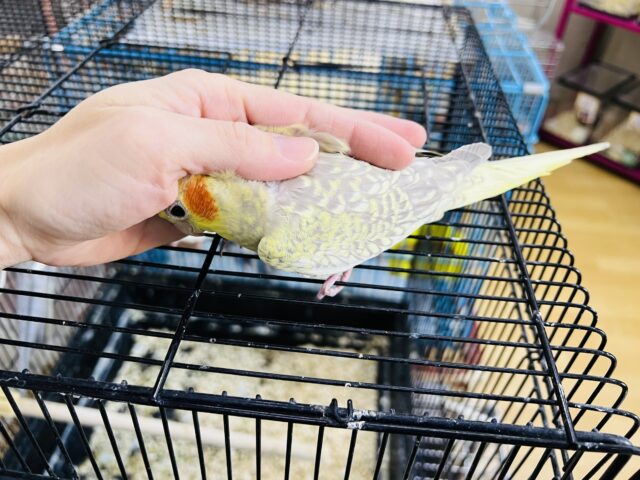 オカメインコ
