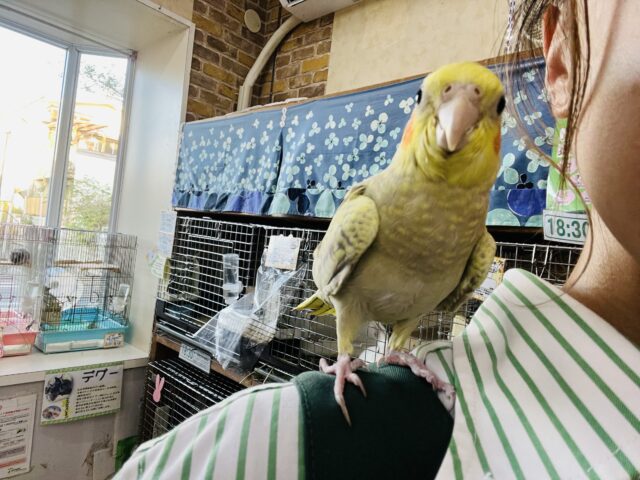 オカメインコ