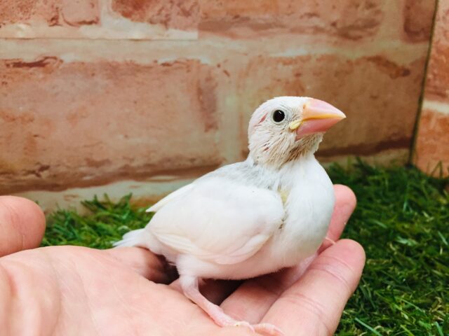 白文鳥