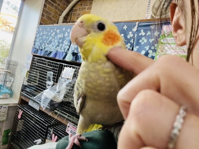 オカメインコ