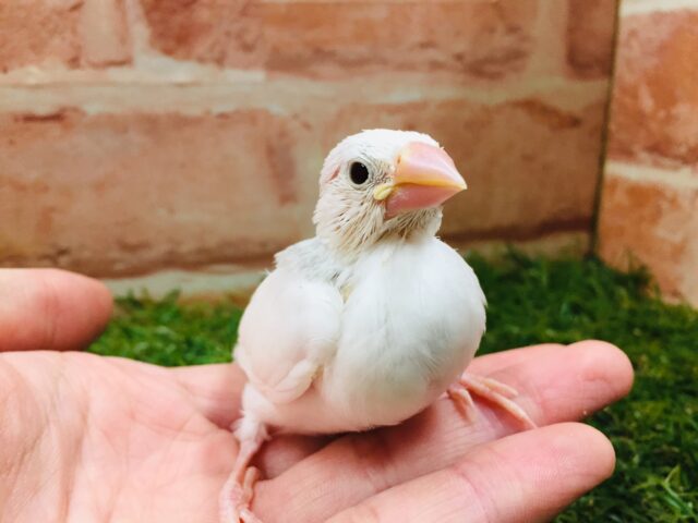 白文鳥