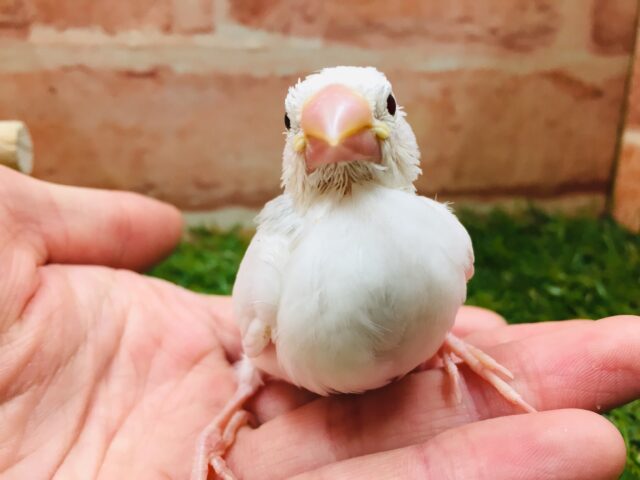 白文鳥