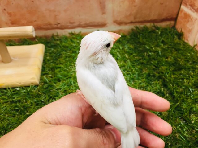 白文鳥