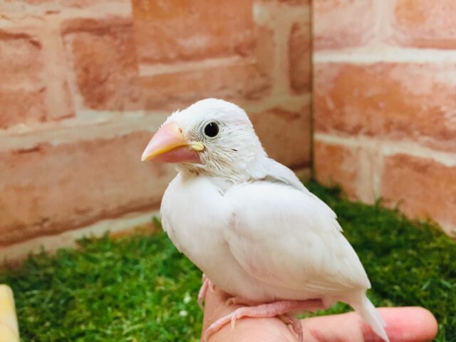 白文鳥
