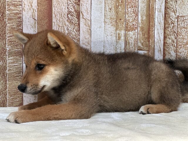 柴犬