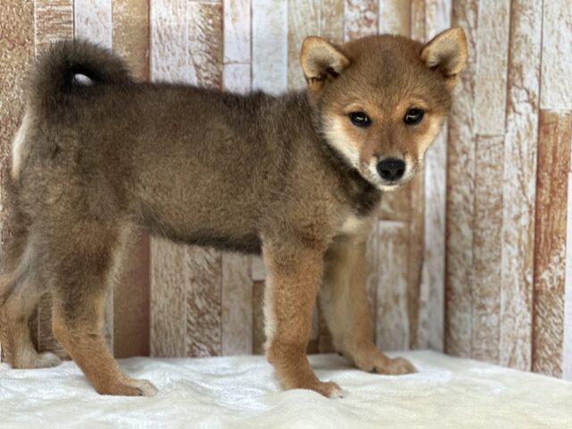 柴犬