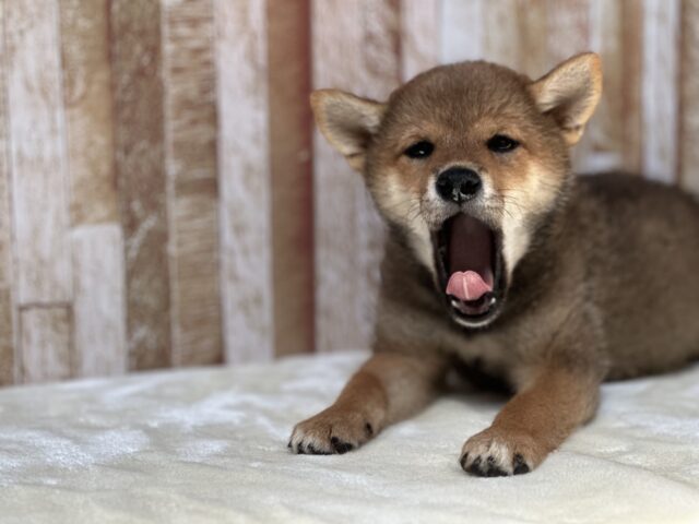 柴犬