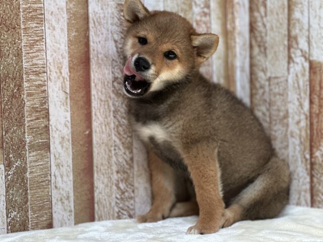 柴犬