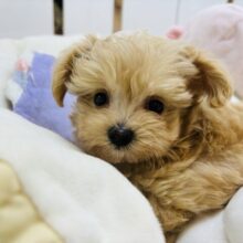 可愛すぎて危険！？ミックス犬くん(トイプードル×マルチーズ)