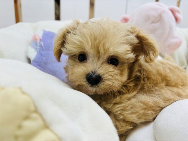 可愛すぎて危険！？ミックス犬くん(トイプードル×マルチーズ)