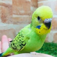 大人気カラー⁉⁉💚💚💚　セキセイインコ（オパーリン）