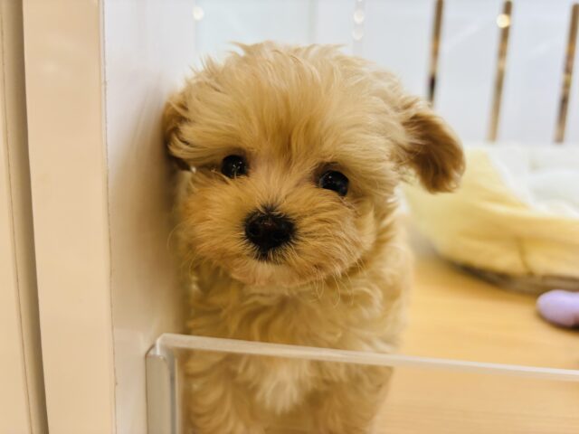 マルプー