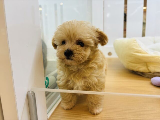 マルプー