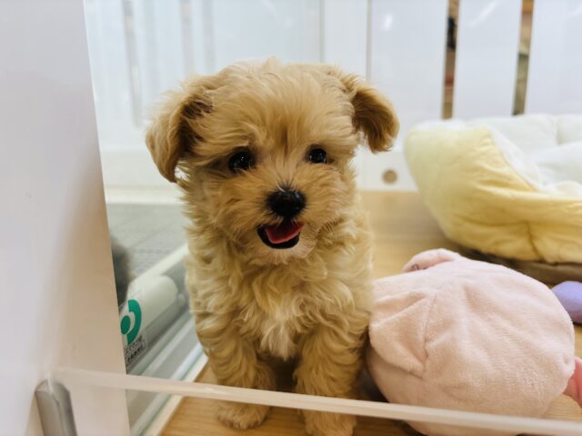 マルプー