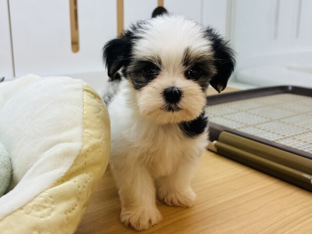 マルシーズ