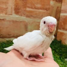 美しいまっ白ボディ✨✨　セキセイインコ（アルビノ）