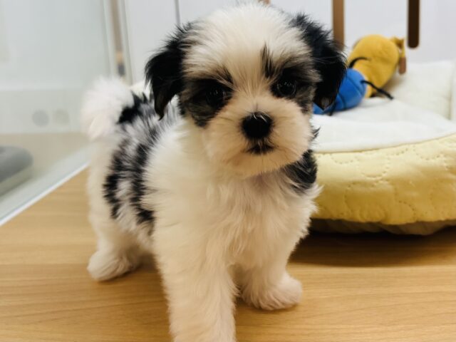 マルシーズ