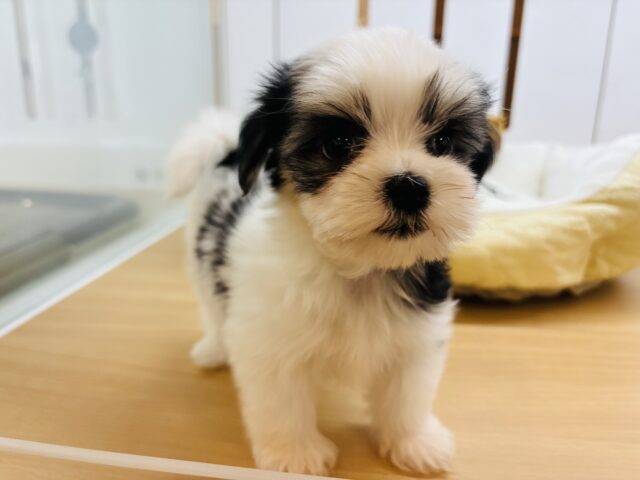 マルシーズ
