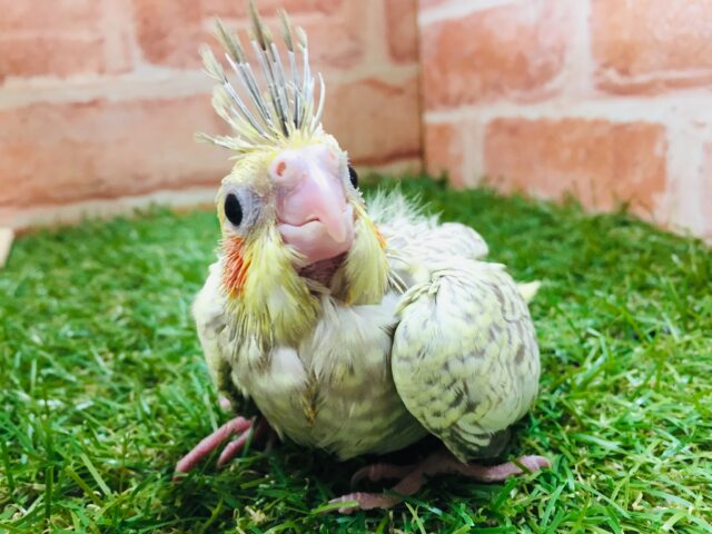 オカメインコ