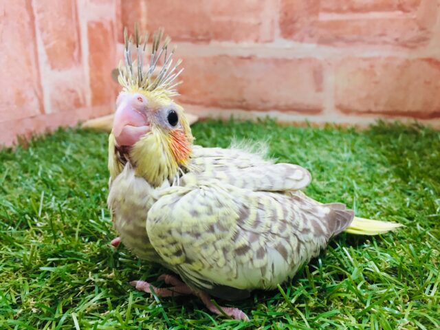オカメインコ
