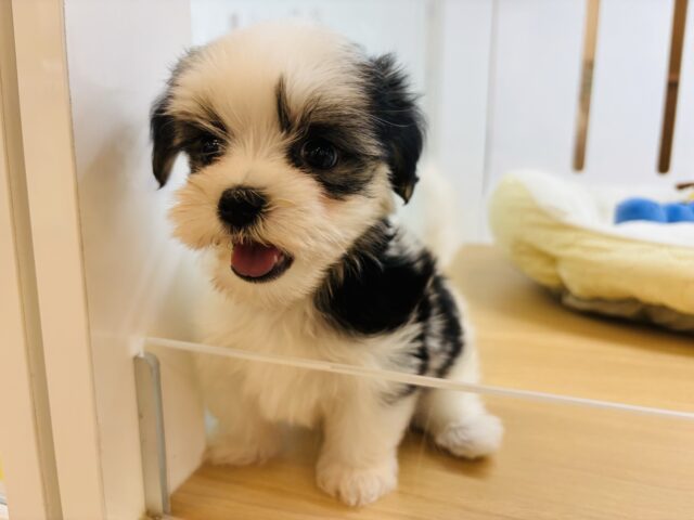 マルシーズ