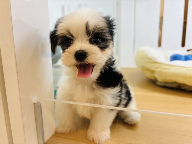 マルシーズ