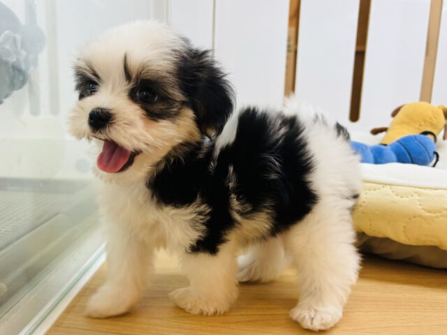 マルシーズ