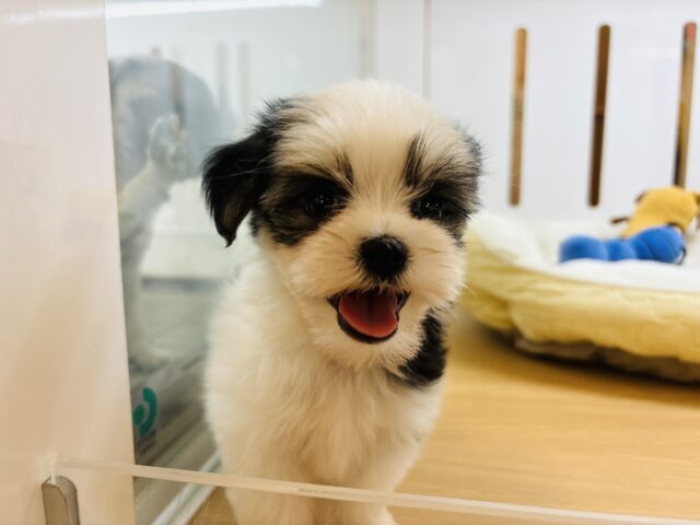 マルシーズ