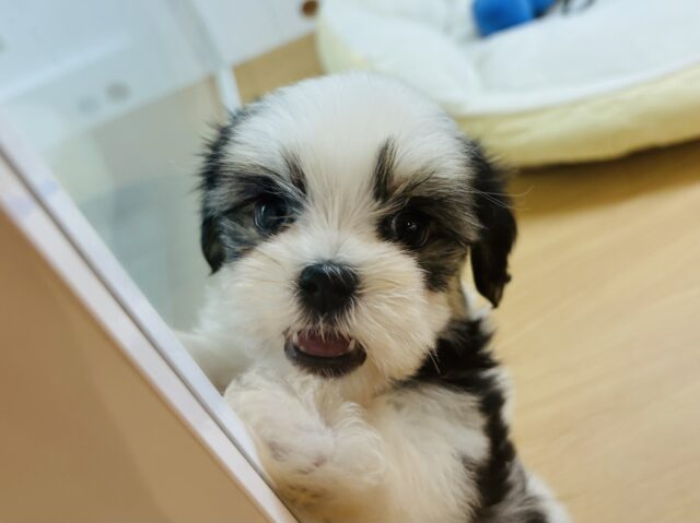 マルシーズ