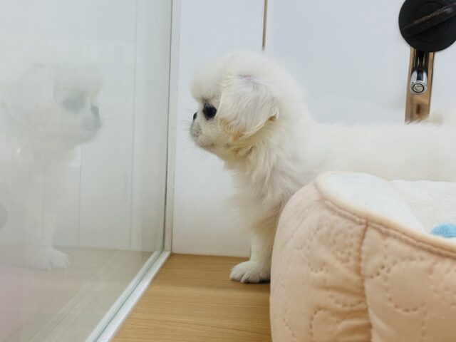 ペキニーズ