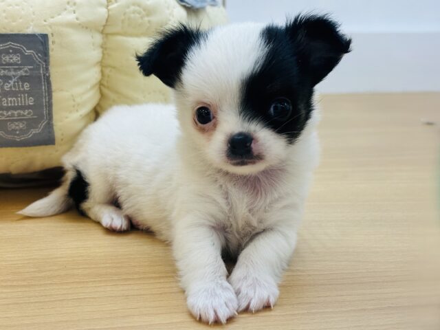 ムチムチベイビー♡ミックス犬ちゃん(チワワ×マルチーズ)