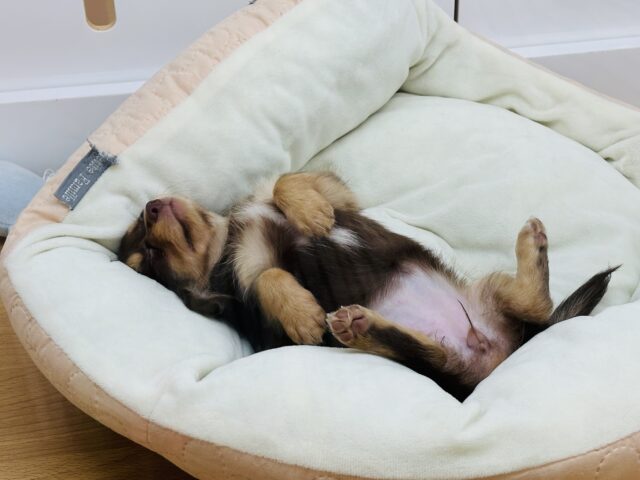 アピールする時は手が出ちゃう!?ミックス犬ちゃん(チワワ×ミニチュアダックス) チワックス