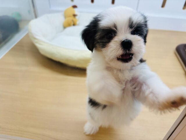 マルシーズ