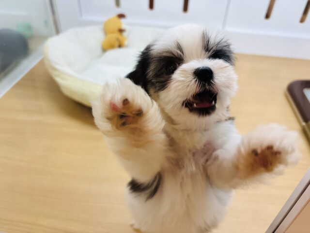 マルシーズ