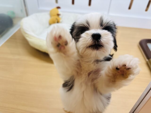 マルシーズ