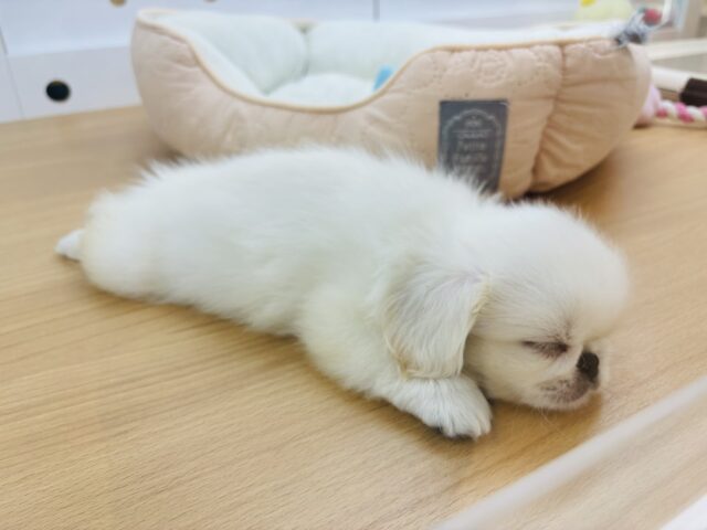 ペキニーズ