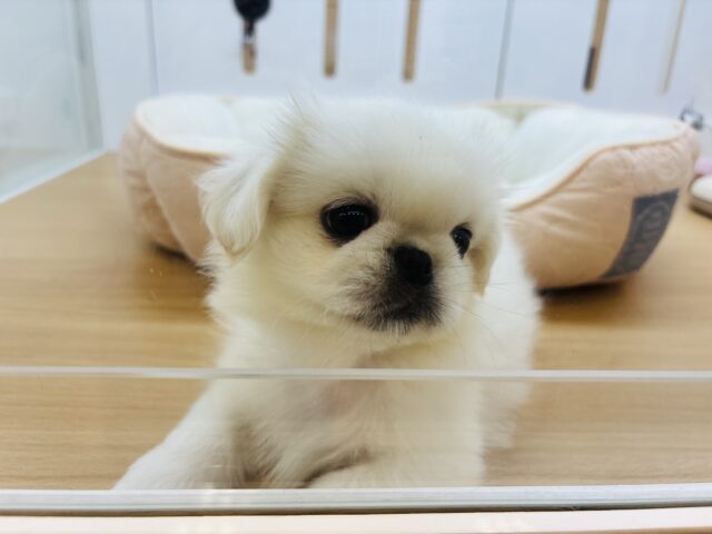 ペキニーズ