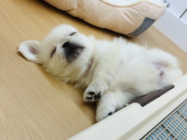 ペキニーズ