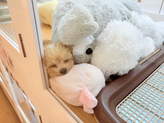 マルプー