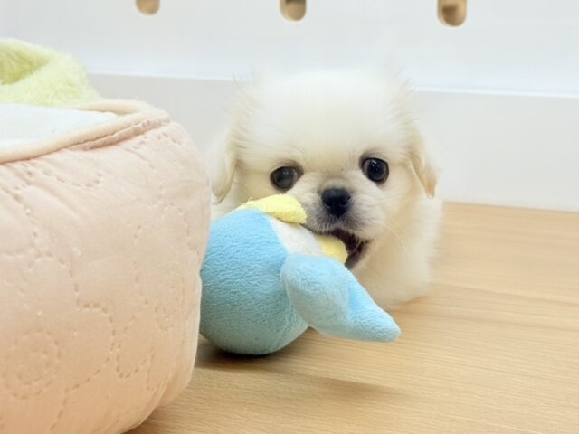 ペキニーズ