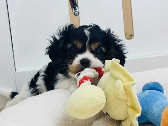 ドタバタ愛を伝えたいっ♡キャバリアくん！