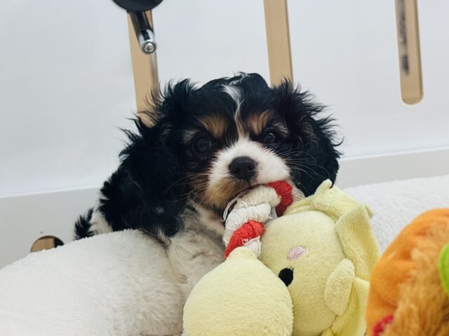 ドタバタ愛を伝えたいっ♡キャバリアくん! キャバリア・キングチャールズ・スパニエル